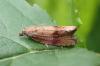 Celypha striana